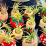 Small air plants in decorative pots on a black surface