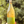 A hand holds a clear glass bottle of orange-colored liquid, likely a beverage or syrup, with a cork stopper, set against a background of green pine branches. The bottle features a green label with small orange dots and the brand name 'ORANGE CANE' visible.