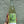 Bottle of Caprighorn with a green label held against a gray background