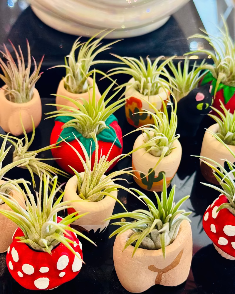 Small air plants in decorative pots on a black surface