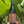 Bottle of Tan Nat wine held in front of green leaves
