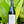 Bottle of wine held in front of large green leaves