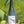 Bottle of 'fondo' with a label featuring a bird illustration, held against a green leafy background.