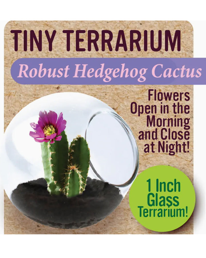 Grow Robust Hedgehog Cactus in the World’s smallest terrarium! Each high-quality globe is hand made and has a flat surface on the bottom to make sure it never rolls. Cacti are easy to sprout and grow and will germinate in the Tiny Terrarium in about a week and thrive for years with minimal water! The Cacti will naturally conform to the container and stay small while growing in it. However, they can grow to full size if they are transplanted into progressively larger containers.


• Made in United States