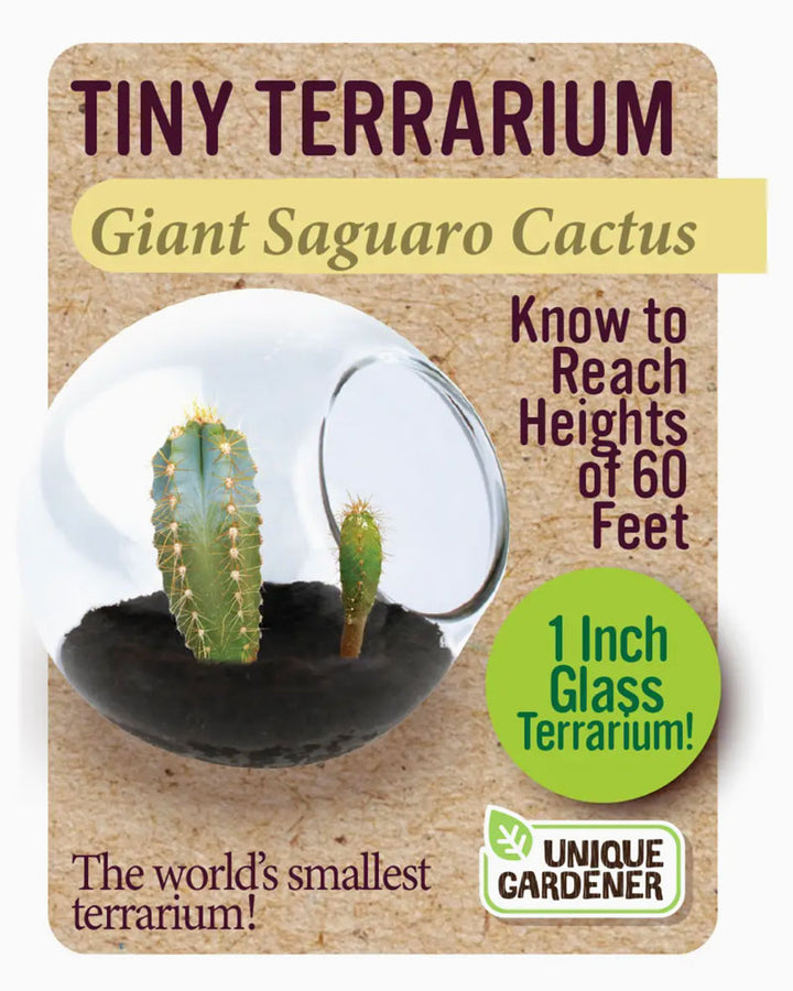 Grow Giant Saguaro Cacti in the World’s smallest terrarium! Each high-quality globe is hand made and has a flat surface on the bottom to make sure it never rolls. Cacti are easy to sprout and grow and will germinate in the Tiny Terrarium in about a week and thrive for years with minimal water! The Cacti will naturally conform to the container and stay small while growing in it. However, they can grow to full size if they are transplanted into progressively larger containers.


• Made in United States