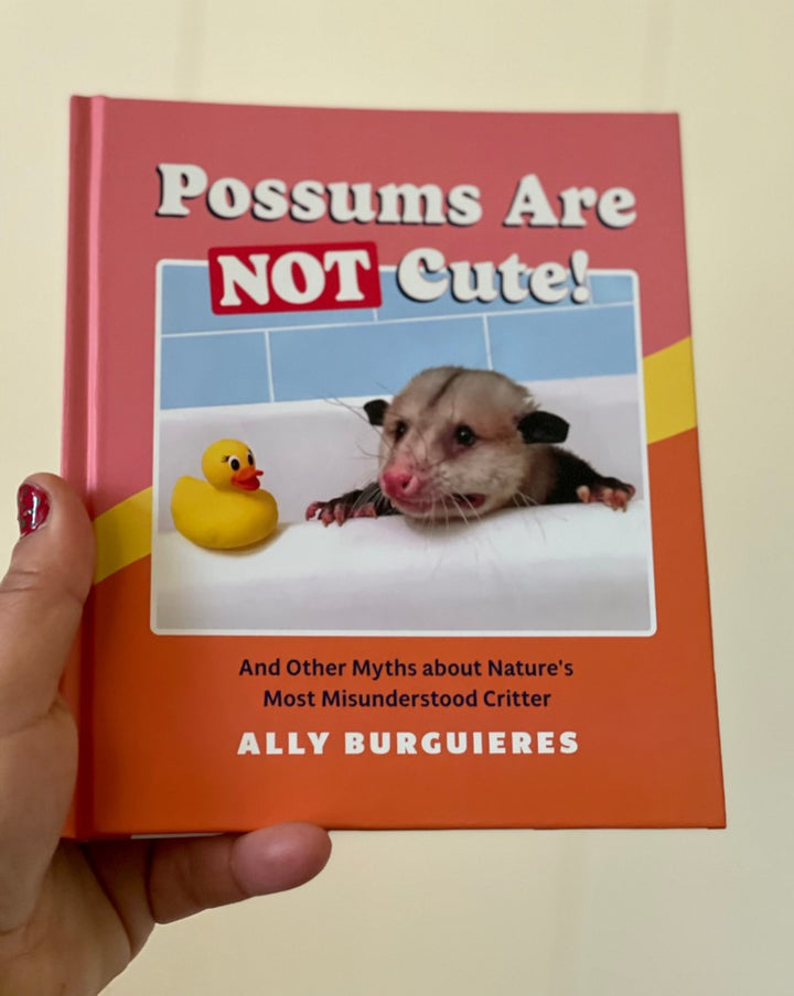 Possums Are Not Cute