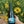 Hair of The Dog Wolfpack Wine Membership